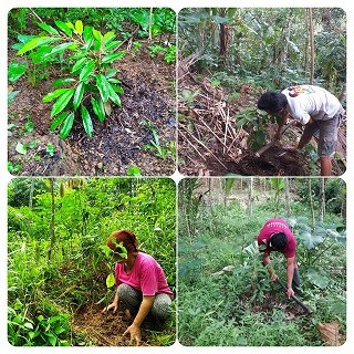 Perempuan_petani.jpg