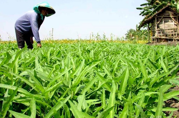 kangkung-darat_1.jpg